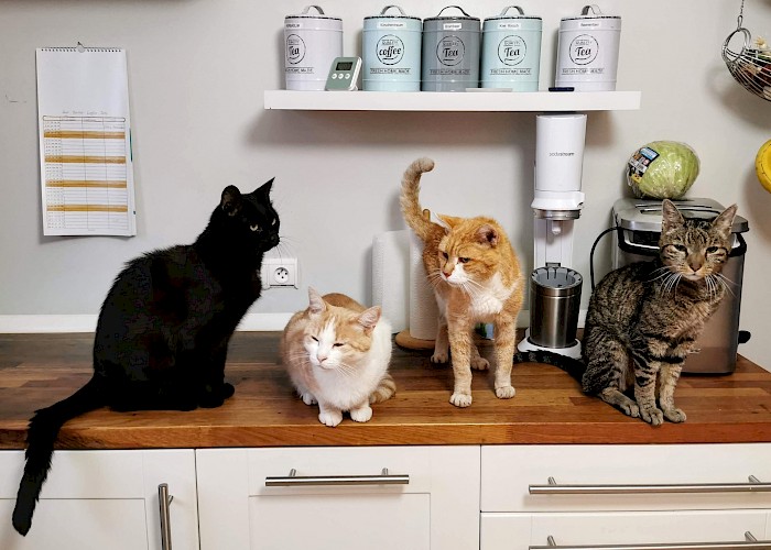Radlett, Watford and Borehamwood Cat Owners