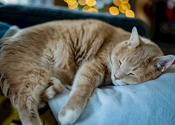 Cat Butlers in St Albans & Harpenden