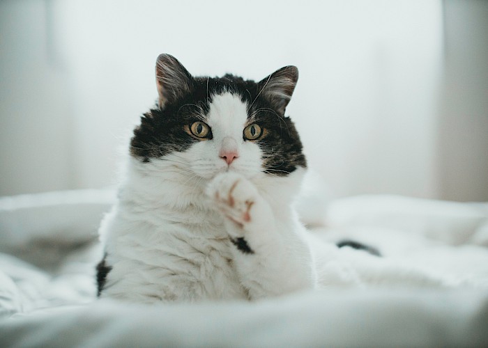 Cat Butlers in Bromley & Keston, Beckenham, Orpington, Chislehurst and West Wickham