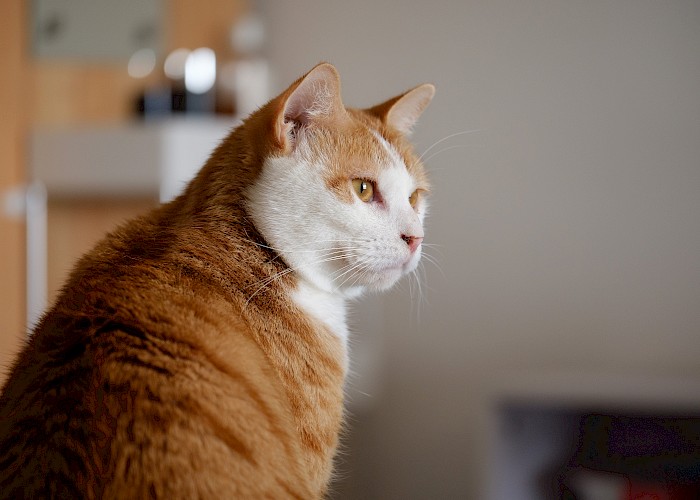 Cat Butlers in Oxford, Abingdon & Witney