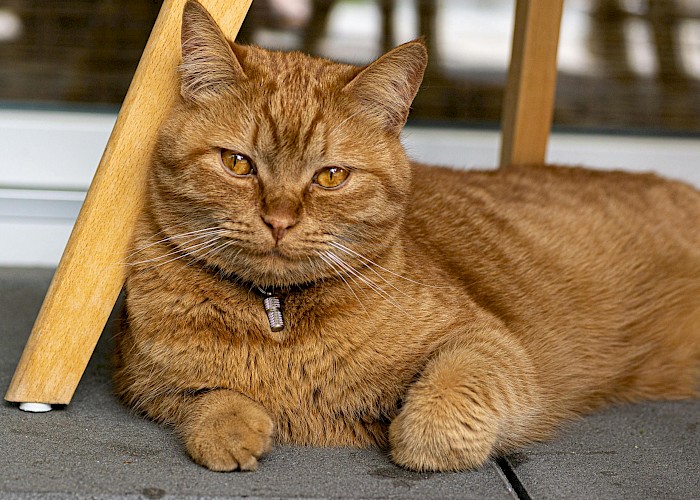 Cat Butlers in Radlett, Bushey, Borehamwood & Elstree, Watford, Rickmansworth, Abbots Langley & Kings Langley