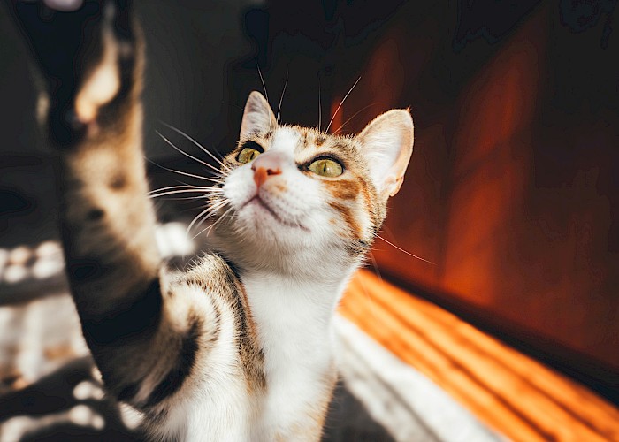 Cat Butlers in Aylesbury, West Wycombe, Watlington, Wheatley & Wallingford and Buckingham