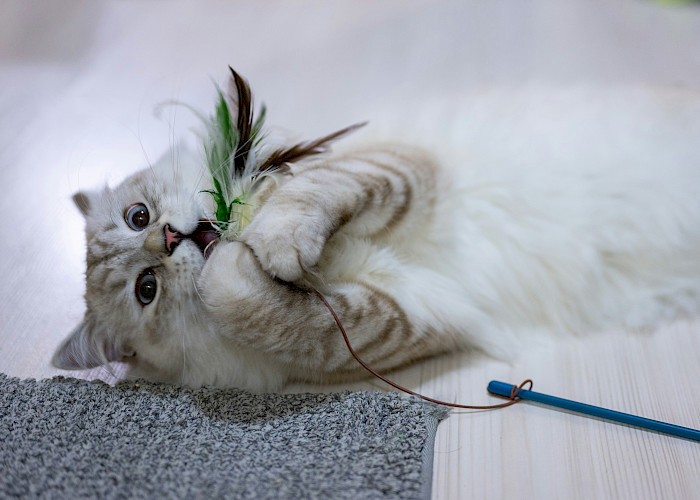 Cat Butlers in Arundel, Littlehampton, Chichester and Bognor Regis