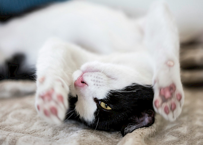 Cat Butlers in Hampton, Kingston upon Thames, Walton-on-Thames, Surbiton & New Malden