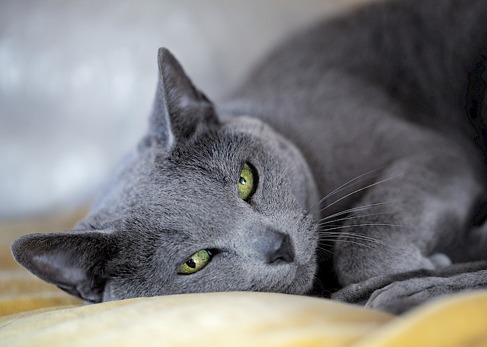 Cat Butlers in Leighton Buzzard and Milton Keynes