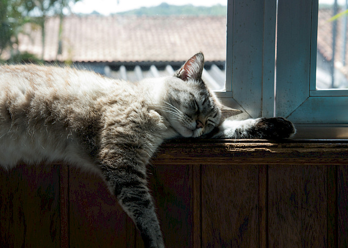 Cat Butlers in Bury, Rossendale and Burnley