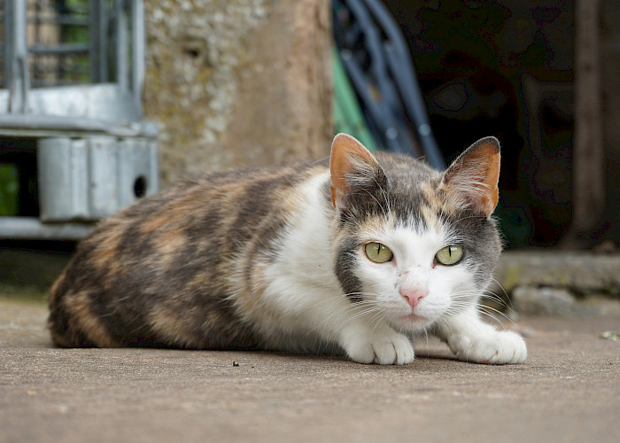 Cat Butlers in Heanor, Belper, Ripley, Ilkeston and Derby