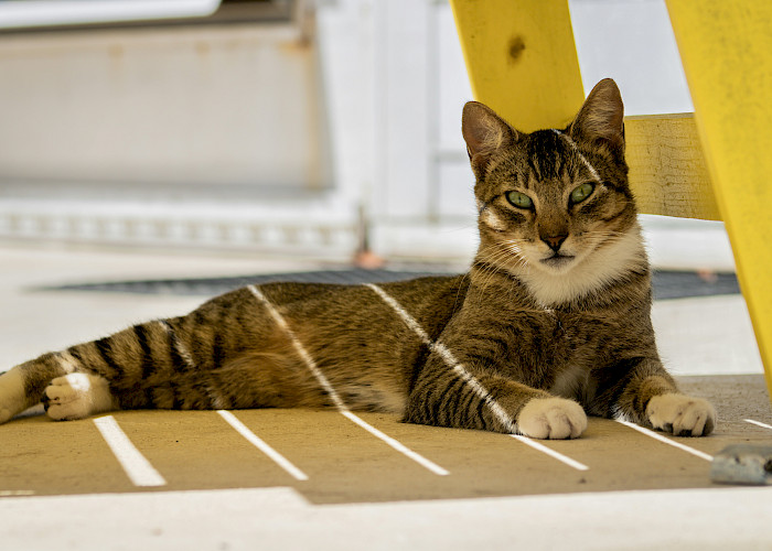Keep Your Cat Happy This Summer: Top Tips from The Cat Butler