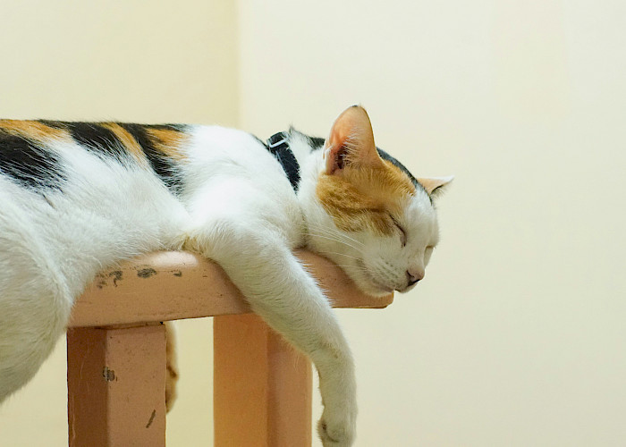 Woking & Weybridge Cat Owners