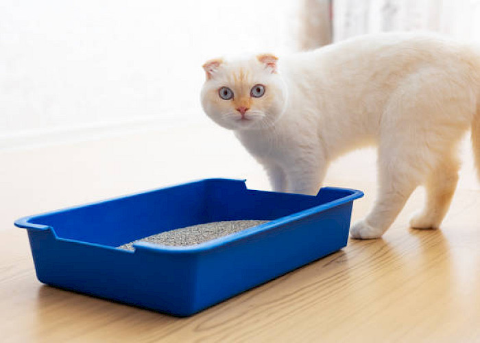 How to Litter Train a Cat: A Comprehensive Guide