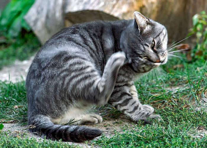 Cat Fleas: Treatment & Prevention for Your Feline Friend