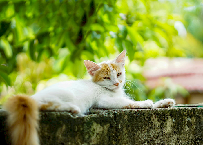 Cat Butlers in Buckley