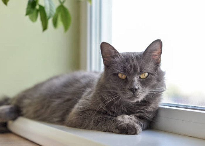 Navigating the World of Cat Sitting: A Beginner