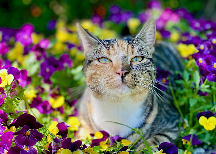 The Cat Butler Stourbridge Supports Stour Valley at Wollaston’s Summer Fayre