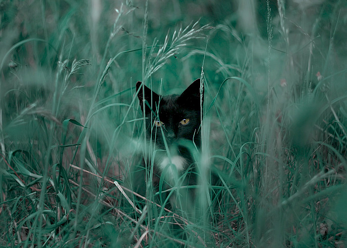 Archie the Rescue Cat Finds His Perfect Home in Dudley
