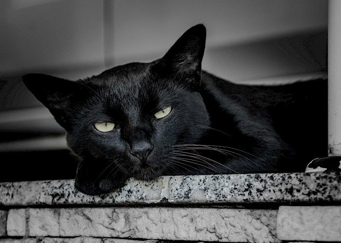 Cat Butlers in Cobham