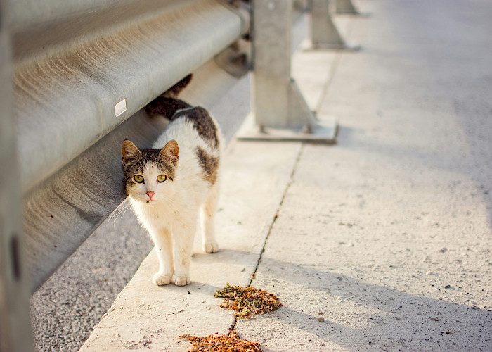 Welcoming Stevie – A Pawsitively Inspiring Adoption Story from The Cat Butler Thame
