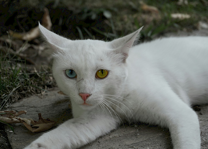 Cat Butlers in Stourbridge