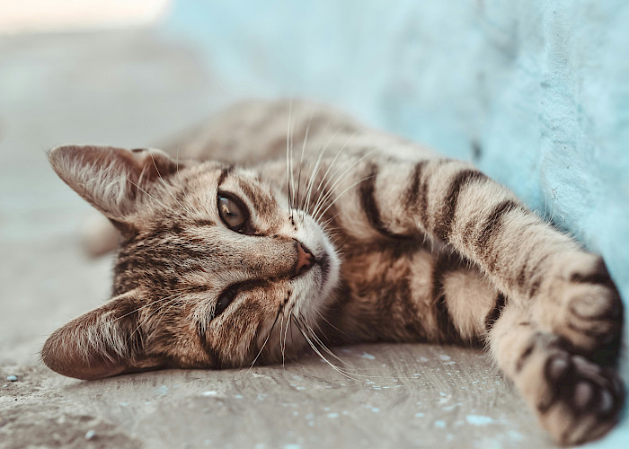 Cat Butlers in Chester