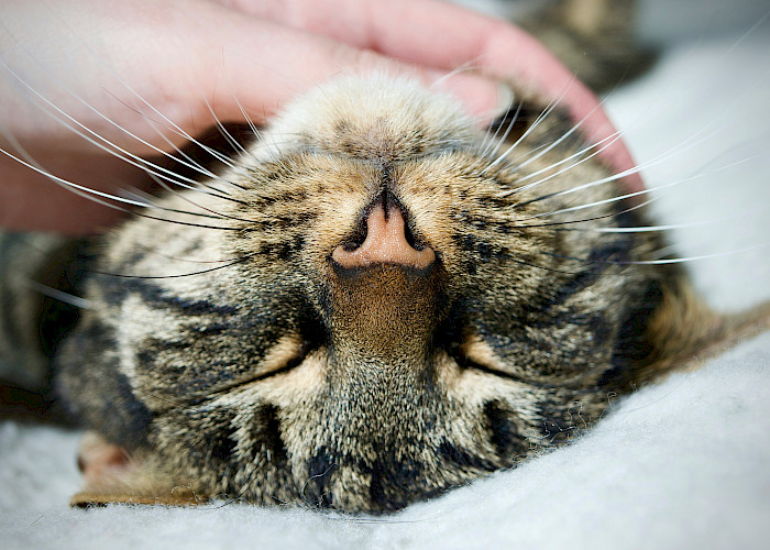 Cat Butlers in Deeside