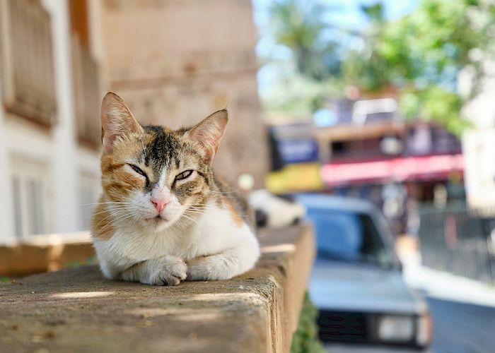 Cat Butlers in Potters Bar & Welwyn Garden City