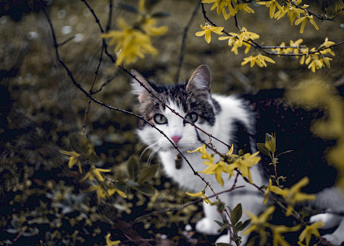 Why Autumn Means More Furballs for Cats (and How to Help)